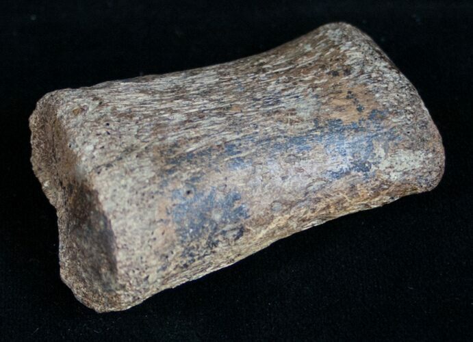 Hadrosaur Finger Bone - Hell Creek Formation #9974